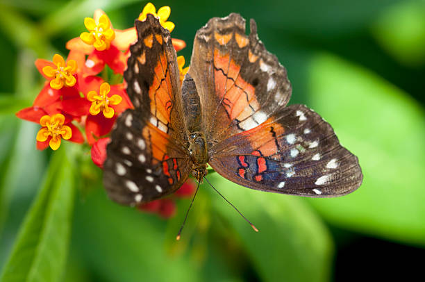 istock butterfly Anartia amanthea 471195046