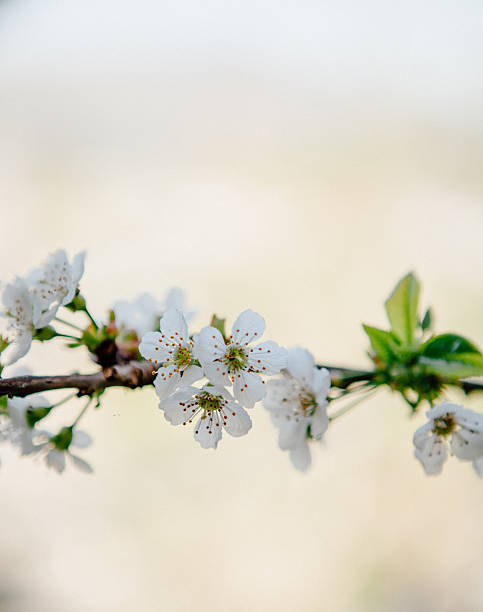 cherry Flowers in Spring Season