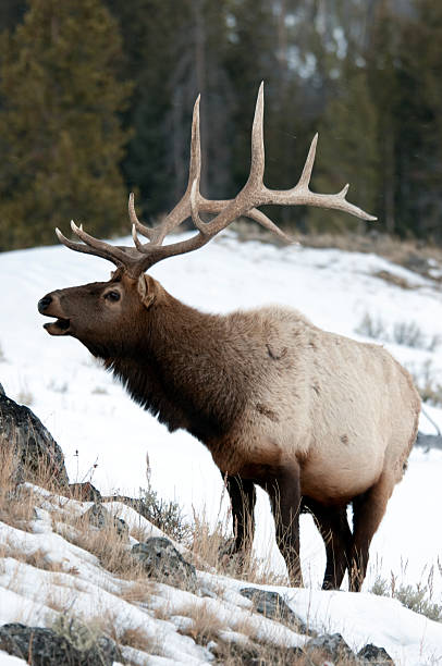 Large bull elk with hugh rack in snow