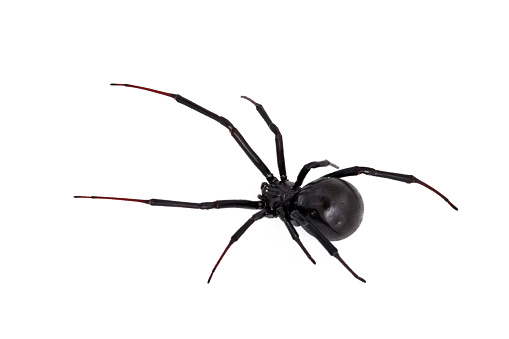 Live black widow poisonous spider against white background