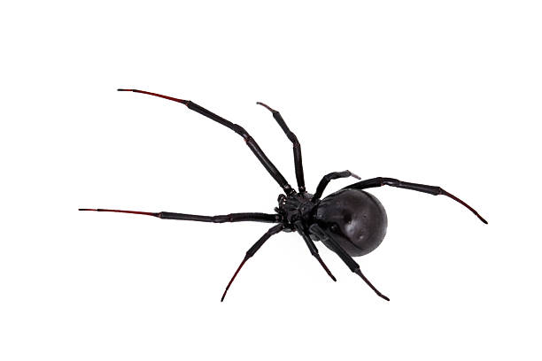 Black Widow Spider on white Live black widow poisonous spider against white background black widow spider photos stock pictures, royalty-free photos & images
