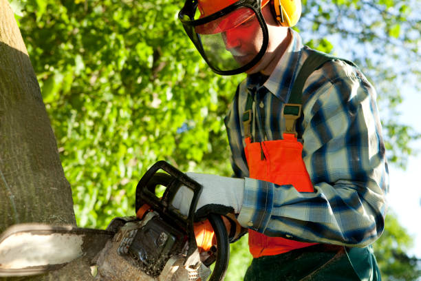 istock Safety first. Cutting wood with a chainsaw. 471196099