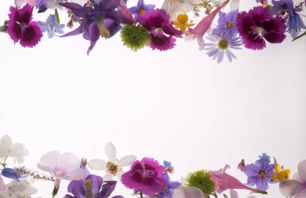 Purple, White, Yellow and Pink Spring Flower Border or frame stock photo