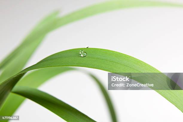 Photo libre de droit de Gouttes Deau Fraîche Sur Gazon Vert Feuilles Isolées La Nature En Extérieur banque d'images et plus d'images libres de droit de Plan rapproché