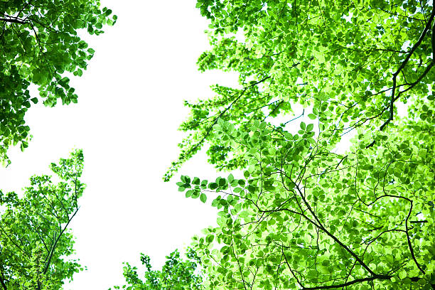 istock nature ecology green woods forest scenery with trees 471196475