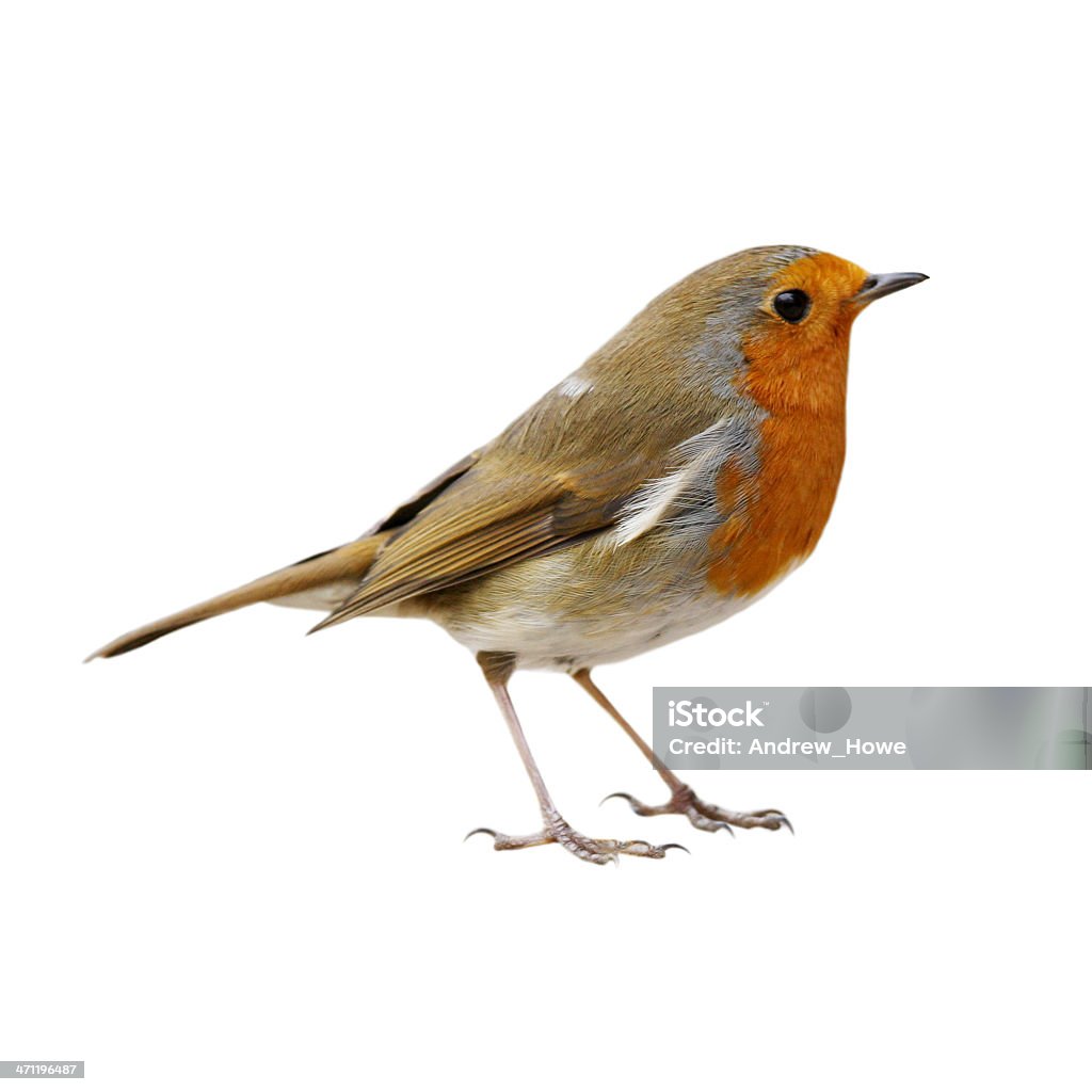 Robin (Erithacus rubecula)  Bird Stock Photo