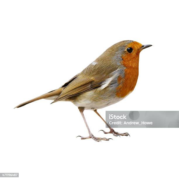 Robin Stock Photo - Download Image Now - Bird, Cut Out, White Background