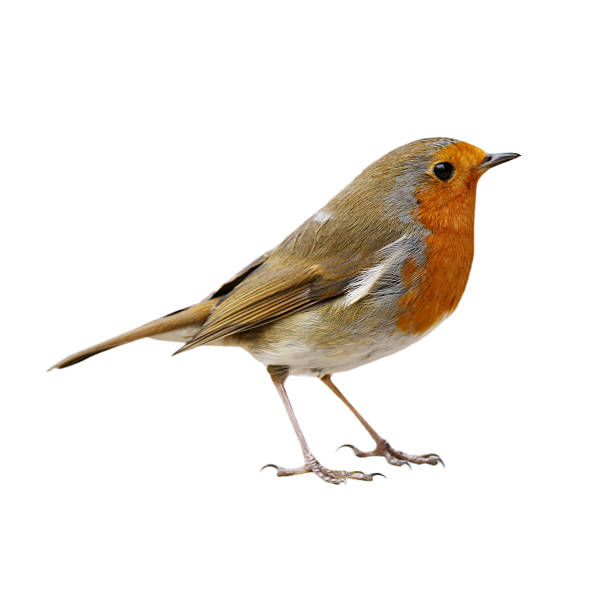 robin (erithacus rubecula) - kuş stok fotoğraflar ve resimler