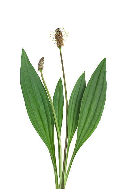 ribwort (ribwort) - plantaginales potret stok, foto, & gambar bebas royalti