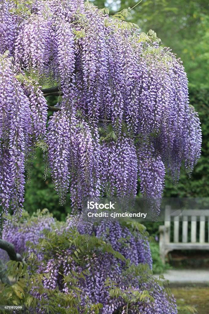 wisteria en el jardín - Foto de stock de Aire libre libre de derechos