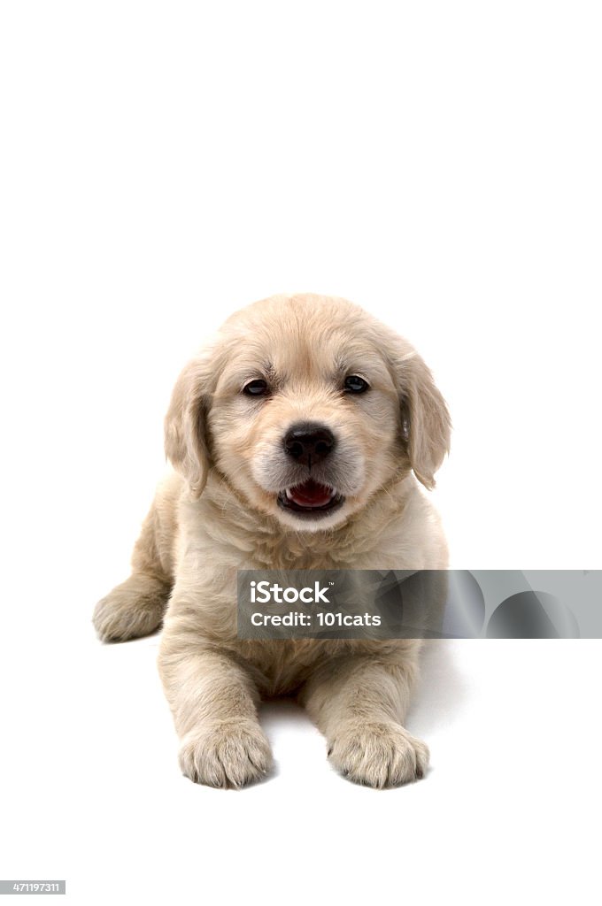 young dog golden retriever ( 2 months ) Puppy Stock Photo