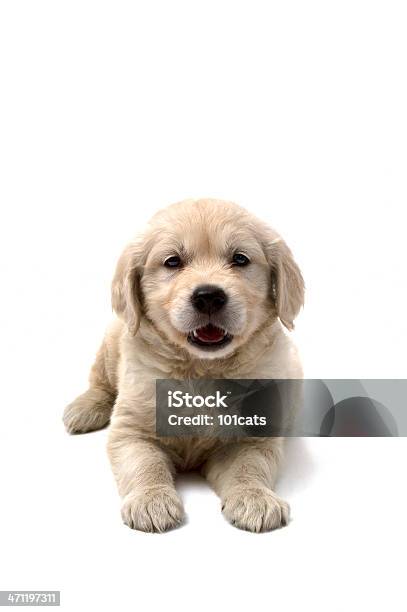 Young Dog Stock Photo - Download Image Now - Puppy, Animal, Animal Body Part