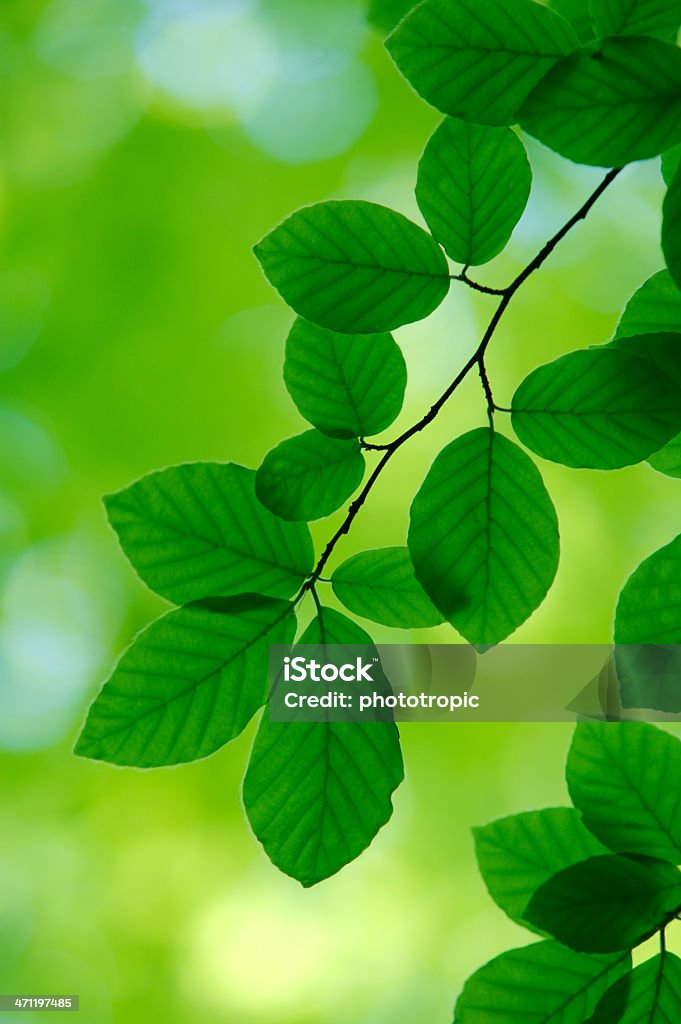 Primavera verde folhas - Foto de stock de Beleza natural - Natureza royalty-free