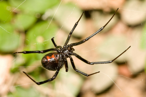 Adult female black widow spider hanging upside down on web, showing red hourglass on abdomen