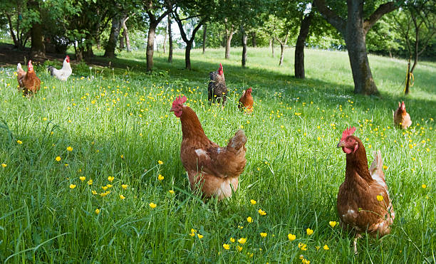 lucky hühner - freilandhuhn stock-fotos und bilder