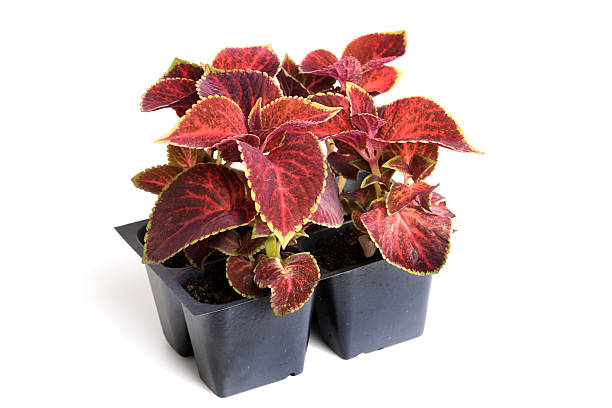Red Coleus Isolated on a White Background Subject: A set of nursery young seedling plant of red Coleus isolated on a white background. coleus photos stock pictures, royalty-free photos & images