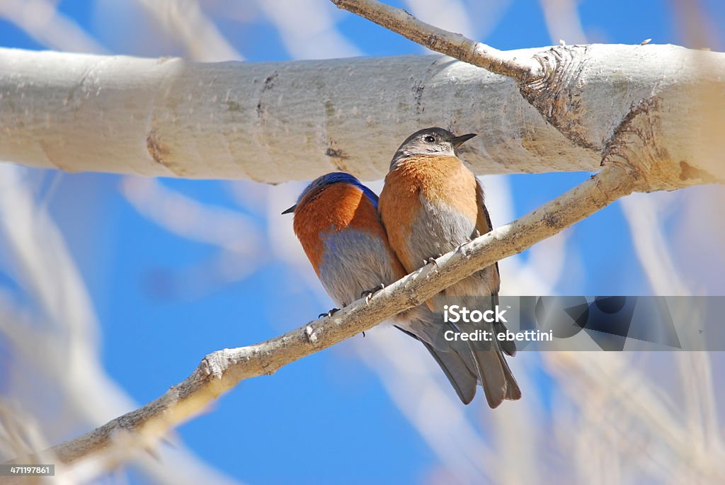 Lovebirds lucha - Foto de stock de Naturaleza libre de derechos