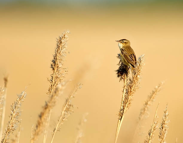 istock Reed Warbler in reedbeds 471197869