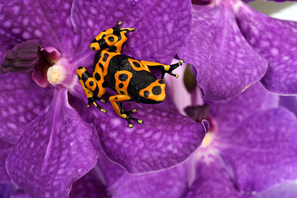 Black-yellow frog on  Orchid .