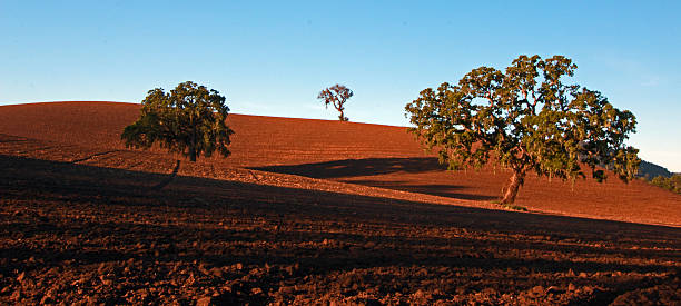 california oaks di paso robles campo arato al mattino presto - san luis obispo county california hill valley foto e immagini stock