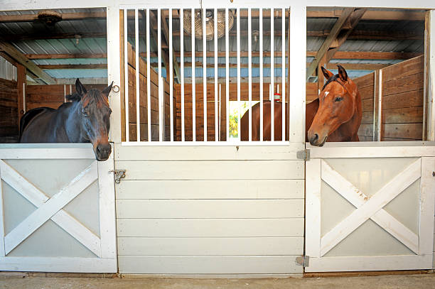 istock Two Horses in the Stable 471198748