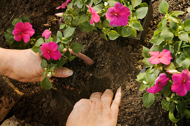 istock Spring Planting of Impatiens Hz 471198857