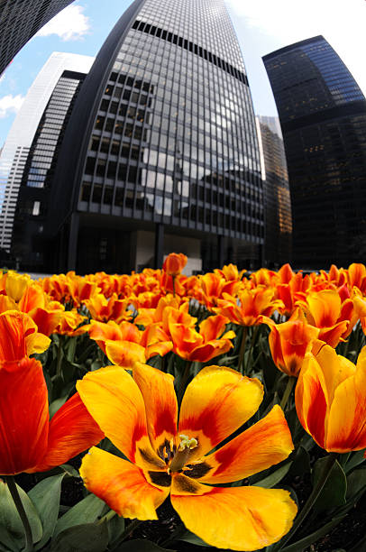 istock Flower in the City 471198889