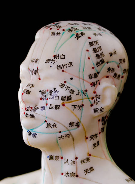 Acupuncture Model - Human Head A head shot of an acupuncture model depicting the acupoints and meridiens used in Traditional Chinese Medicine and massage therapy acupuncture model stock pictures, royalty-free photos & images