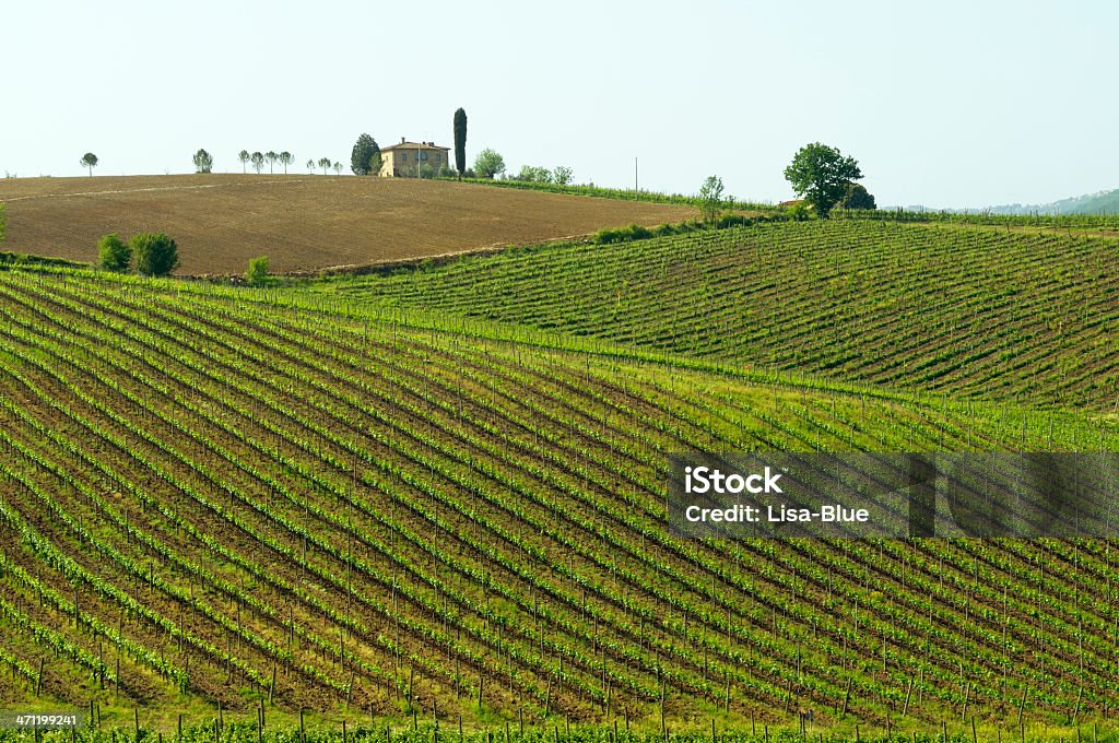 Vignobles et ferme en Toscane - Photo de Agriculture libre de droits