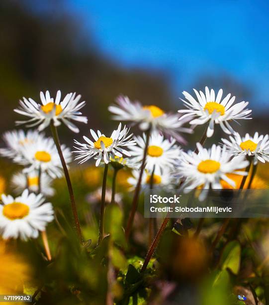 Daisy Stock Photo - Download Image Now - 2015, Agricultural Field, Beauty In Nature