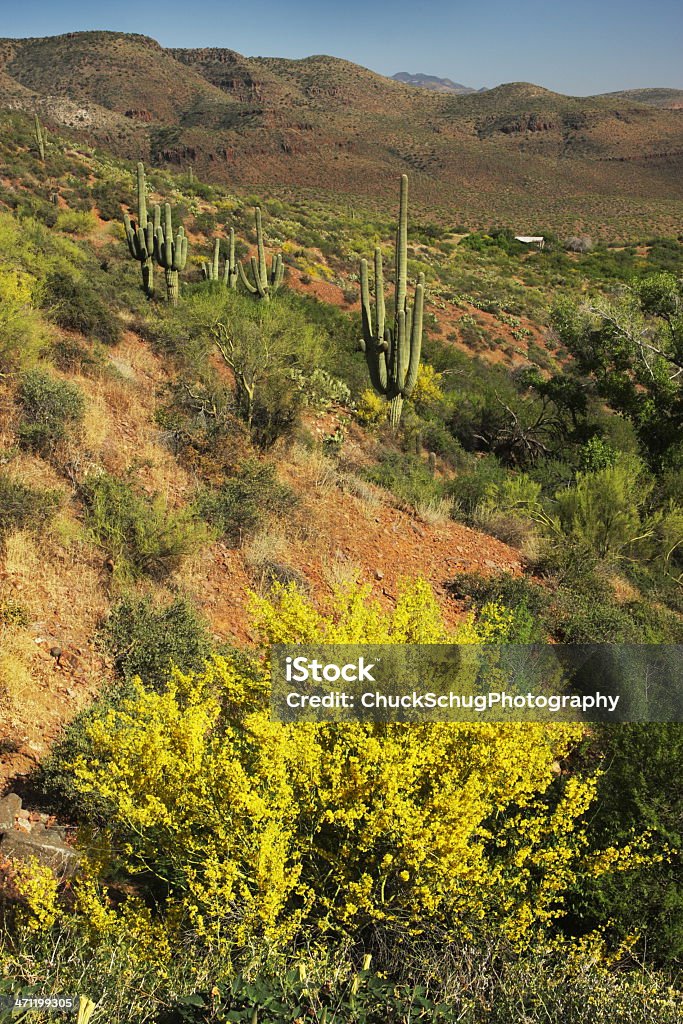 Cactus do deserto de Sonora paisagem - Foto de stock de Ambiente vegetal royalty-free