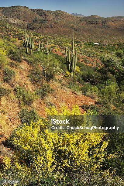 Foto de Cactus Do Deserto De Sonora Paisagem e mais fotos de stock de Ambiente vegetal - Ambiente vegetal, Arbusto, Arizona