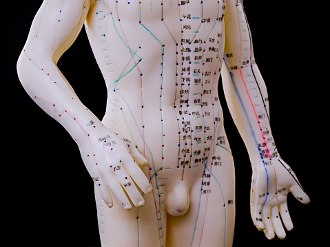An acupuncture model of the male human torso depicting the acupoints and meridiens used in Traditional Chinese Medicine and massage therapy