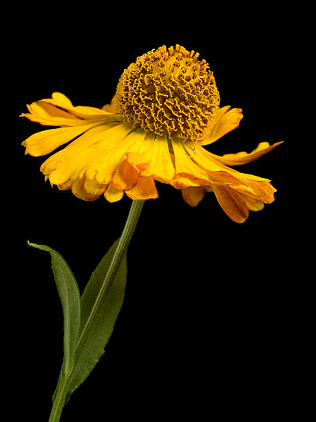 Flower (Helenium autumnale) Flower (Helenium autumnale) sneezeweed stock pictures, royalty-free photos & images