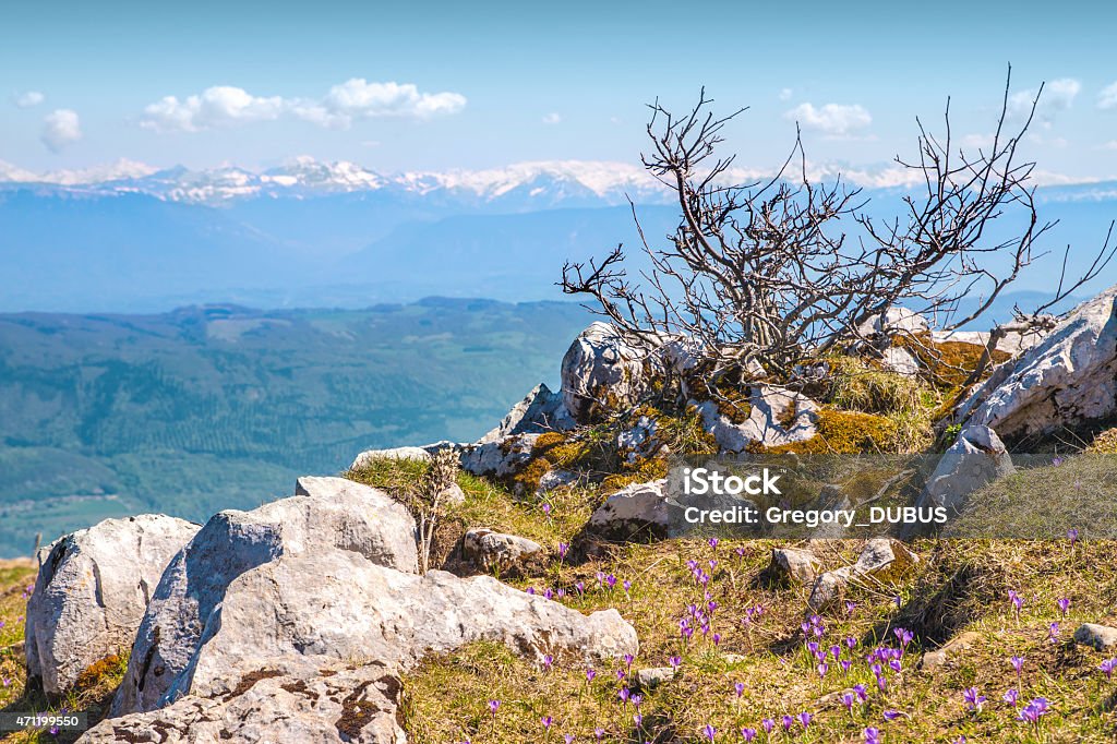 Top mountain scenics view on Alps chain in summer Horizontal scenics landscape view, from top mountain peak, of Alps chain in summer season by clear sky. Photography taken on Grand Colombier mountain (near Culoz city), in Bugey, in Ain, Rhone-alpes region in France (Europe). Shot with rock, dead tree branches and purple crocus flower on grass ground. 2015 Stock Photo