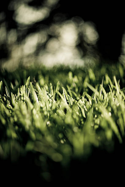 istock grass with depth of field 471199709