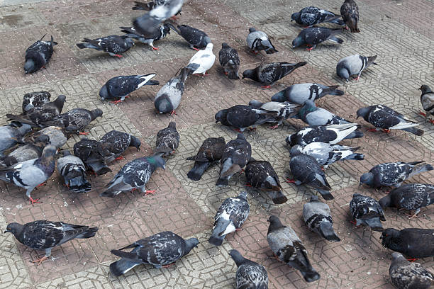 istock Doves group on street 471199900
