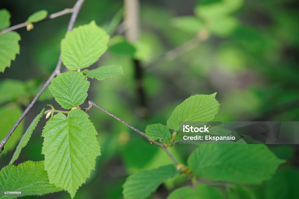 Printemps vert feuilles dans la forêt de hêtre - Photo de Abstrait libre de droits