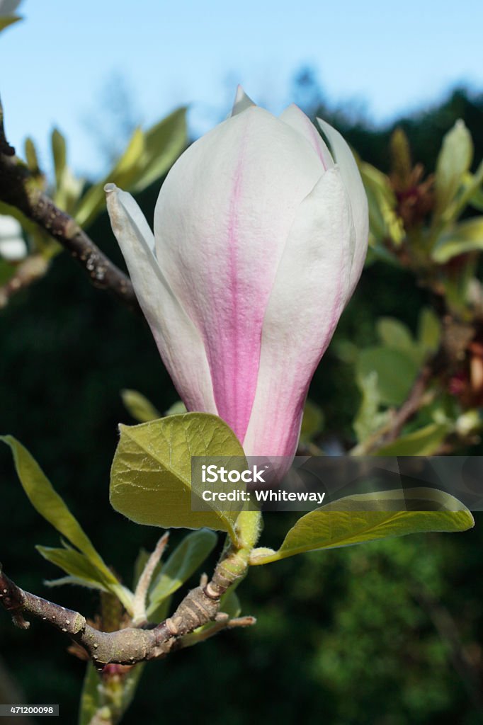 One Magnolia X soulangeana blossom bursting from bud Magnolia blossom fresh out of the bud, resplendent in in white and magenta. Mitcham, Surrey, England. 2015 Stock Photo