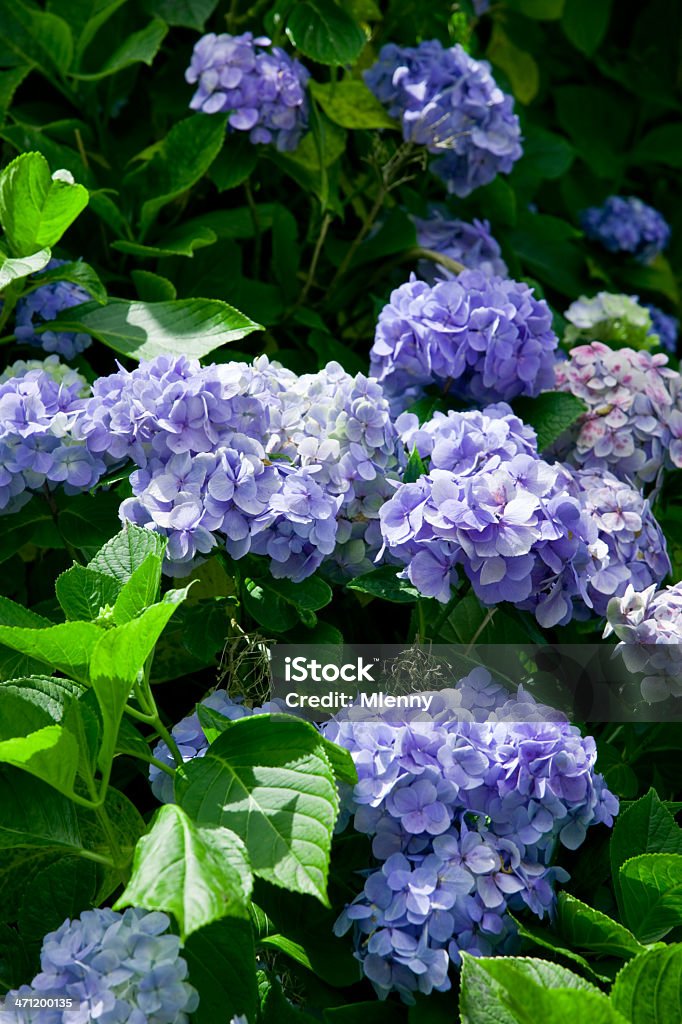 Magnifique Bleu Hortensia îles Açores - Photo de Fleur - Flore libre de droits