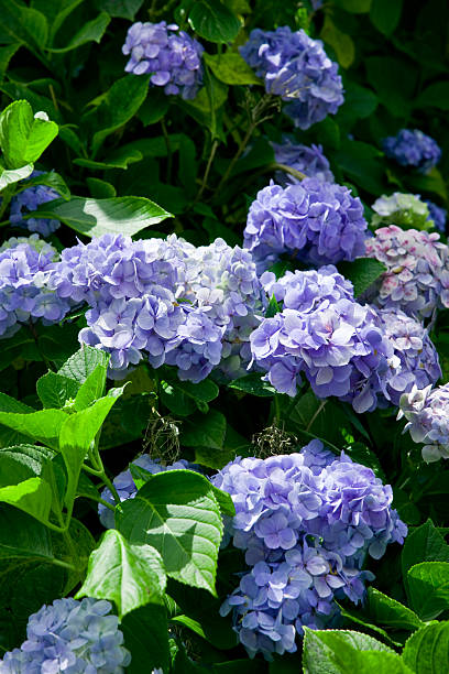 istock Beautiful Blue Hortensia Azores Islands 471200135