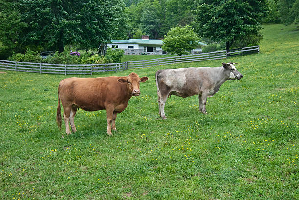 istock Two Cows in Field with One Facing the Viewer 471200353
