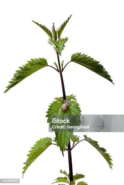 Stingking Nettle Stock Photo - Download Image Now - Amphibian, Animal, Beauty In Nature