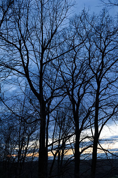 istock Tree Limb Silhouette, Winter Morning Blue Sky Background 471200798