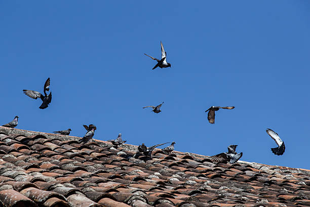 Doves in roof of tiles in black and white Doves in roof of tiles in black and white vermehrung stock pictures, royalty-free photos & images