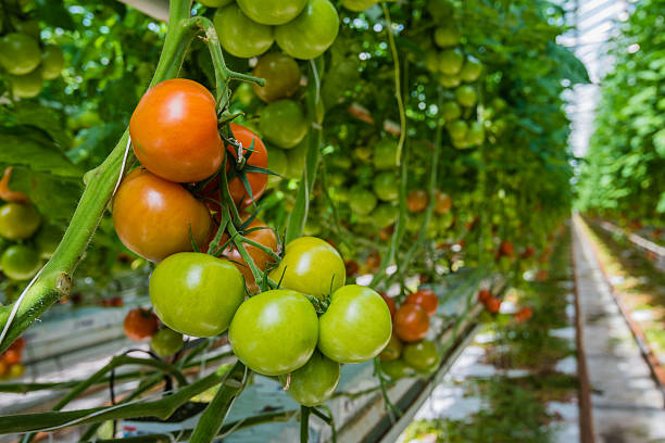 istock Ripe and unripe tomatoes in a glasshouse 471201062