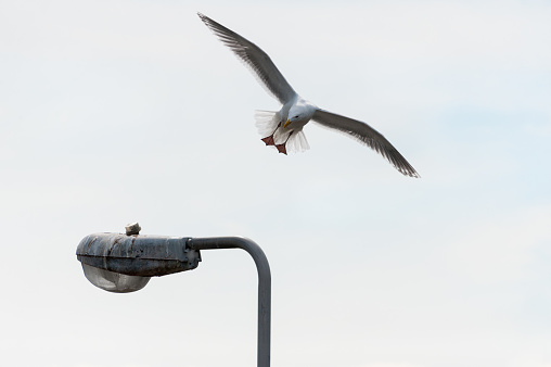 Seagull coming in to land on streetlight