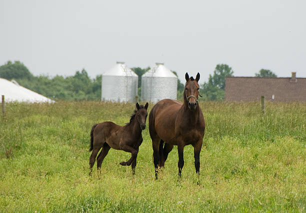 istock Morgan Horse and Colt 471201581