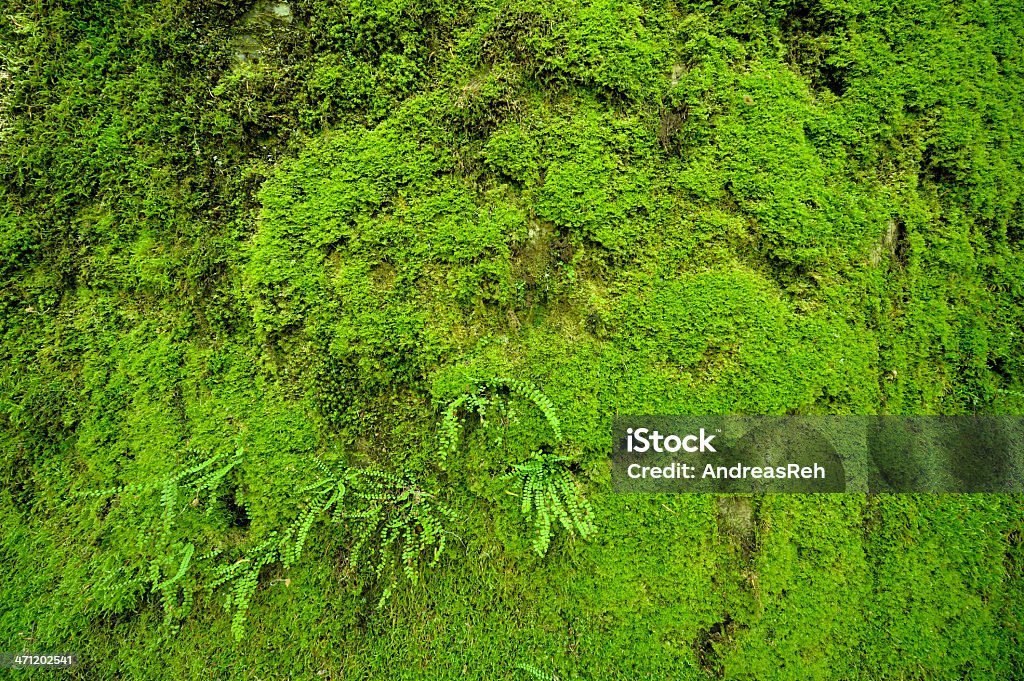 Fond vert mousse - Photo de Couleur verte libre de droits