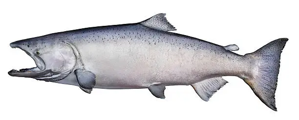 Trophy-sized chinook salmon from Alaska with blush coloration
